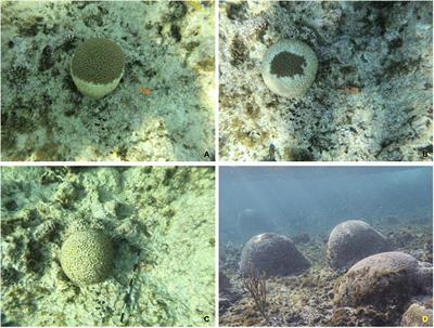Spatial and Temporal Patterns of Stony Coral Tissue Loss Disease Outbreaks in The Bahamas